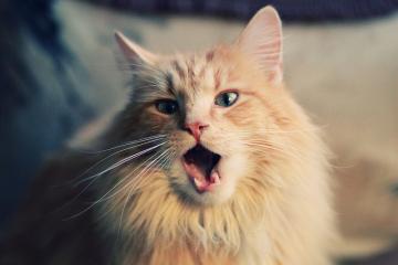 开云体育入口-当新疆队遇上杜兰特，个体天赋在篮球世界的绝对压制