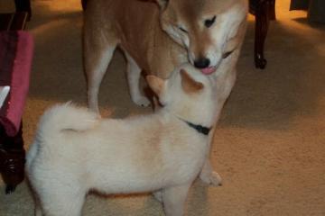 开云体育APP下载-绝杀时刻！黄蜂惊险击败快船，浓眉一肩扛起全队