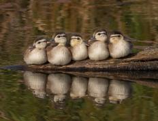 开云平台-美加墨之夜，霍勒迪，评分拉满的球场隐形指挥官