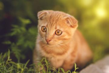 开云下载-希腊怪物湮灭凤凰城！字母哥50分狂暴演出，奇才决胜局带走太阳