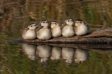 开云体育登录-破壁者卡拉斯科，在墨西哥的聚光灯下，他用双脚击碎所有质疑