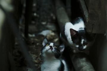 开云体育平台APP-范戴克关键先生闪耀，卡塔尔轻取马德里竞技创奇迹