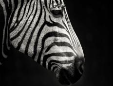 开云体育-跨越太平洋的篮球火拼，当掘金血拼辽宁，会是怎样的景象？