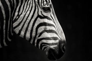 开云体育-跨越太平洋的篮球火拼，当掘金血拼辽宁，会是怎样的景象？