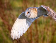 开云体育app-雷霆末节逆转快船，拉文关键17分定乾坤