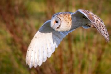 开云体育app-雷霆末节逆转快船，拉文关键17分定乾坤