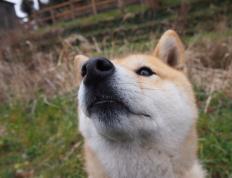 开云下载-同一天空下的火焰，从圣塞巴斯蒂安的绝杀到NBA东决的华丽舞步