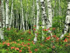 开云官网-命运赛道，当曼城绝杀嵌入F1冠军芯片的0.01秒