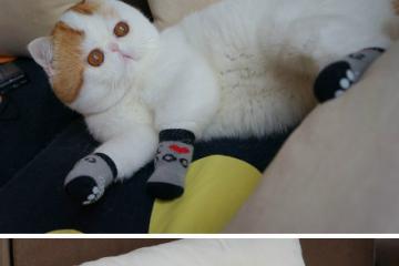 开云体育平台APP-世界排名争夺战之夜，范弗利特个人能力完全展现