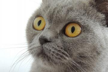 开云官网-引擎轰鸣与篮球击地，当利拉德的超跑活塞击穿辽宁