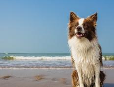 开云体育入口-锡安高光表现惊艳全场，76人单节拉开猛龙锁定胜局