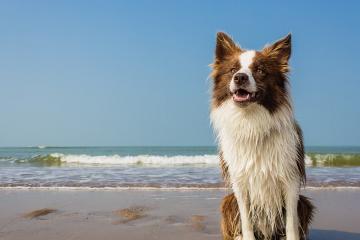 开云体育入口-锡安高光表现惊艳全场，76人单节拉开猛龙锁定胜局