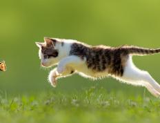 开云体育app-吉林队稳稳斩落掘金，哈利伯顿三双加冕关键先生