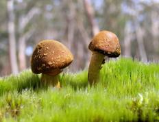 开云平台-英格拉姆爆发助独行侠生死战取胜，森林狼遗憾落败