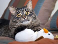 开云体育app-决战时刻，范弗利特与他的世界排名逆袭之夜