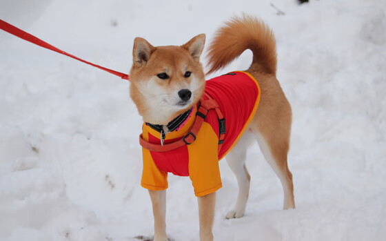 开云体育平台APP-利拉德决胜时刻三分如雨，萨克拉门托国王加时力擒辽宁