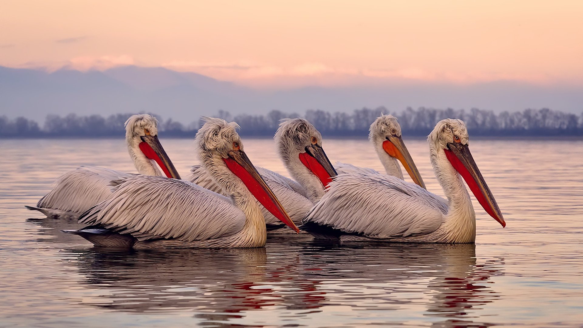 开云体育入口-德甲争冠之夜，戈贝尔一锤定音