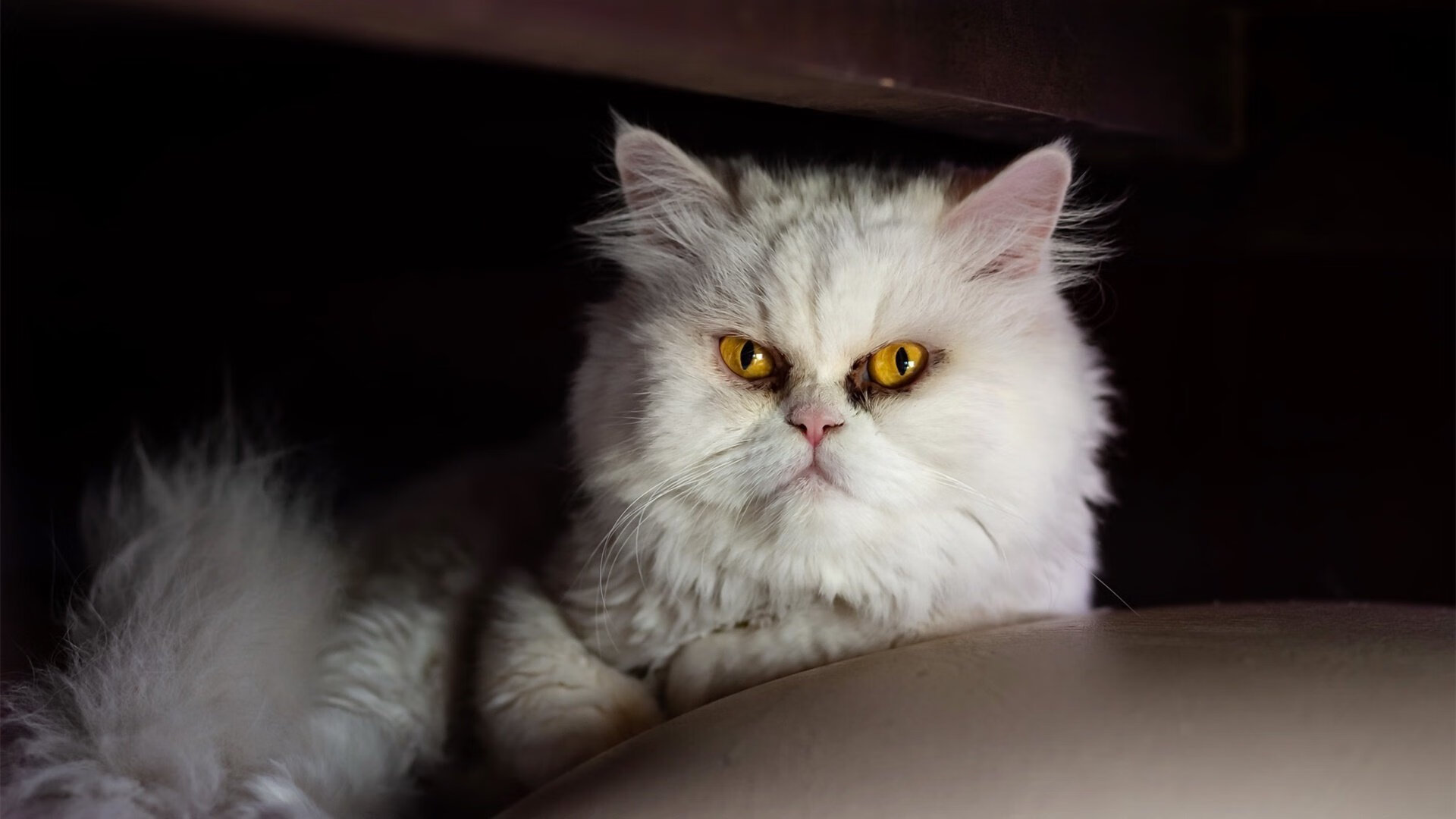 开云体育APP下载-门迪攻防两端统治，希腊新锚点引领风暴，强势碾碎卡塔尔