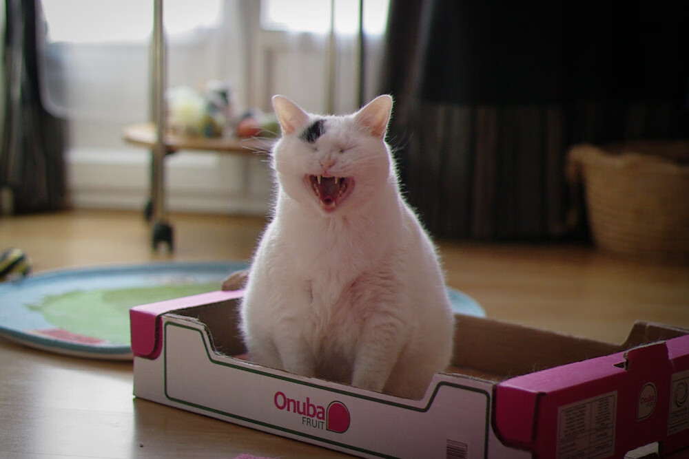 开云体育中国-无解之谜，当詹姆斯式对手催生真正的强者