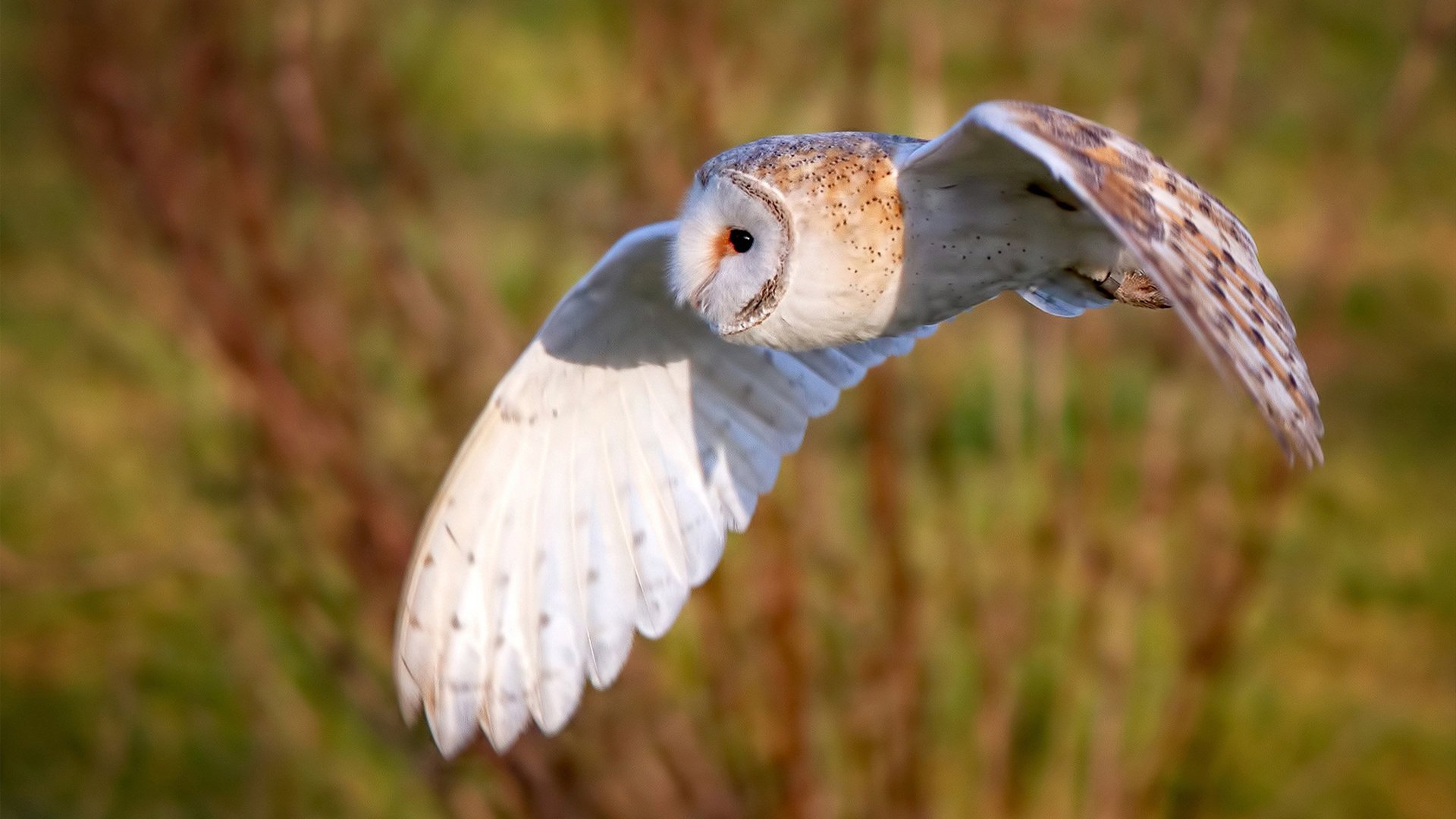 开云下载-绝境重生，布伦森的救赎之夜，鹈鹕最后一秒刺穿浙江