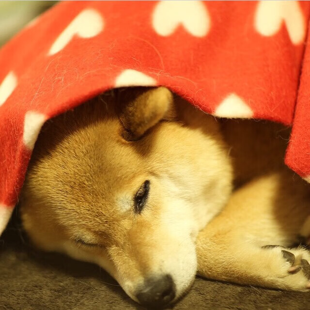 开云体育在线-佩德里冠军级表现闪耀，加拿大险胜哥斯达黎加晋级关键战