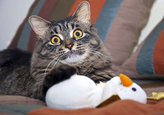 开云体育app-决战时刻,范弗利特与他的世界排名逆袭之夜