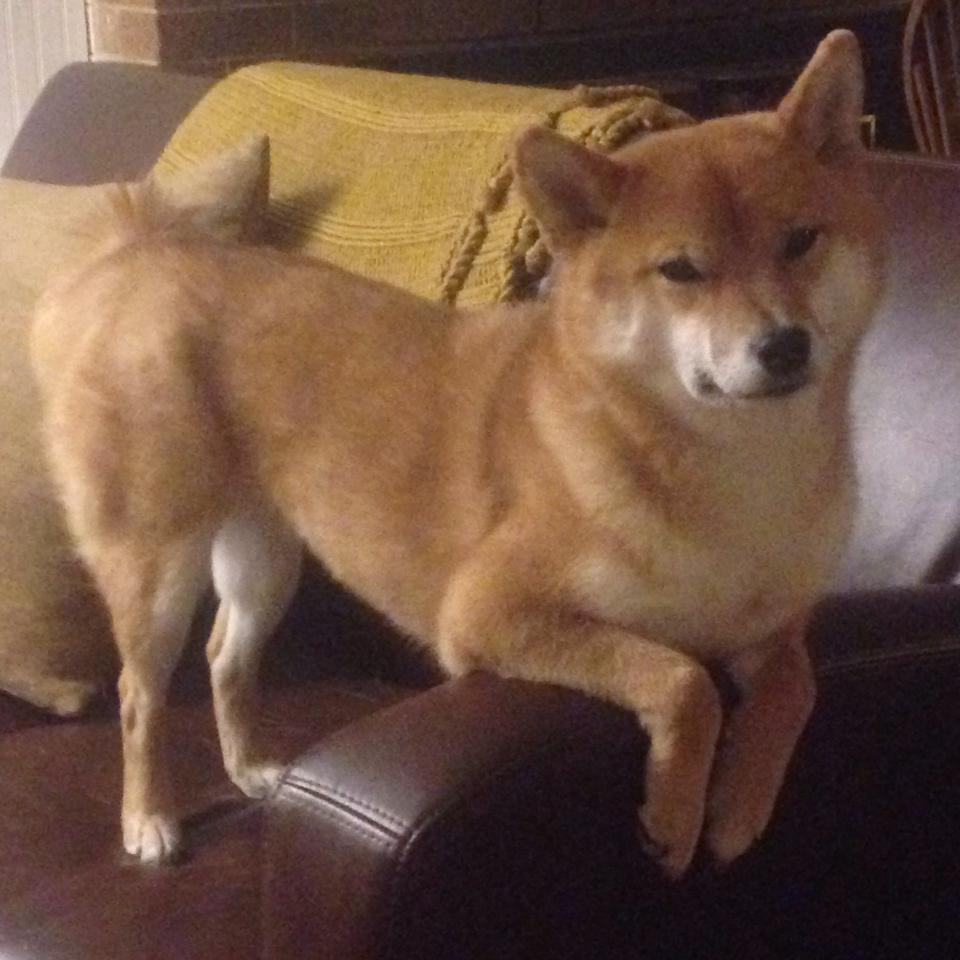 开云体育在线-塞维利亚铁骑踏碎高卢雄鸡，德布劳内稳定感成现代足球终极奢侈