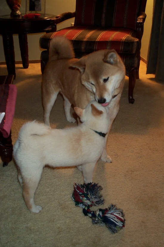 开云体育APP下载-绝杀时刻！黄蜂惊险击败快船，浓眉一肩扛起全队