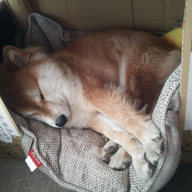 开云体育入口-范弗利特关键先生本色出演，国王队惊天逆转山西队