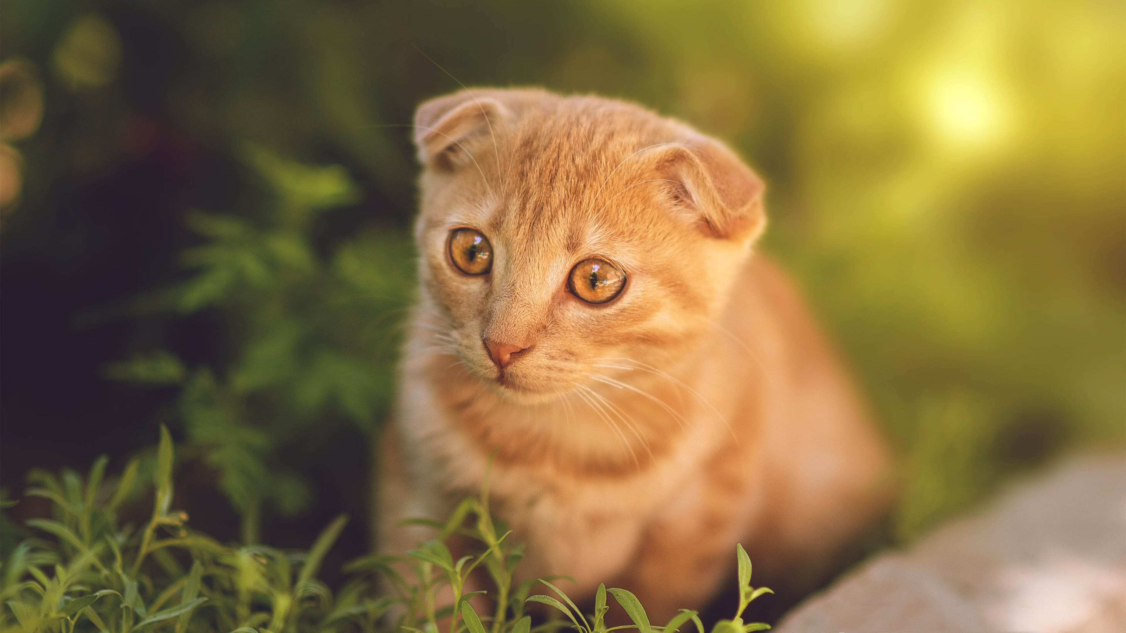 开云下载-希腊怪物湮灭凤凰城！字母哥50分狂暴演出，奇才决胜局带走太阳