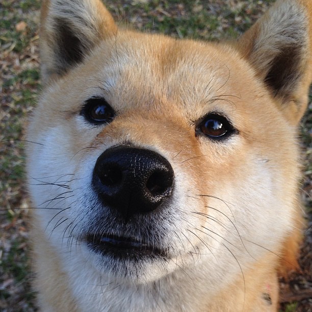 开云体育下载-当死神镰刀遇见南粤铁壁，英格拉姆的48分与广东的集体胜利