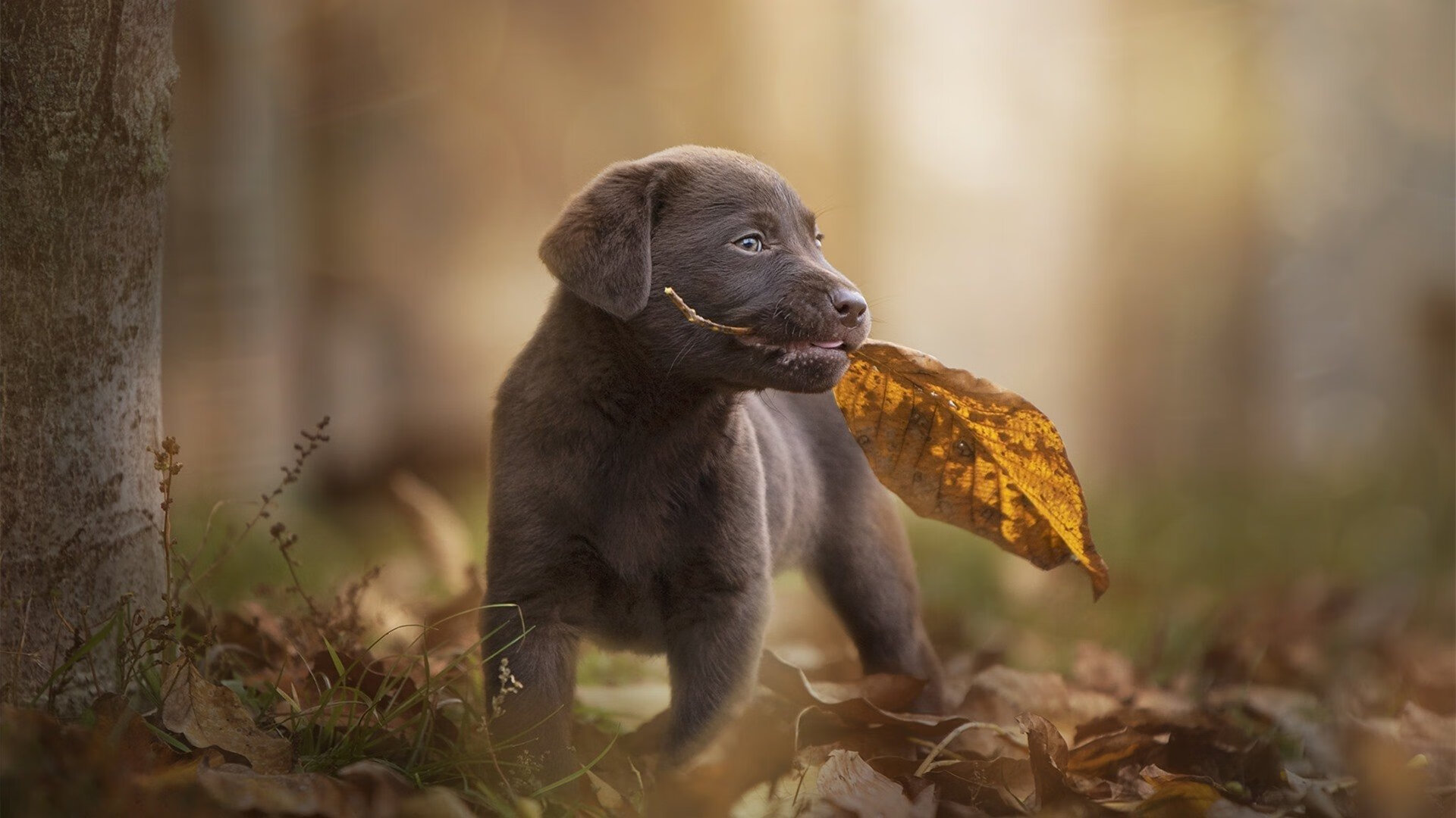 开云下载-命运三女神垂青！补时绝杀！布雷默逆天改命，希腊书写足球神话