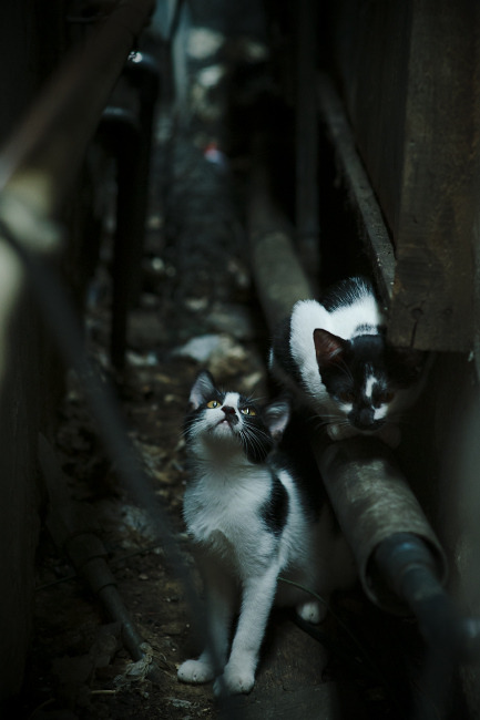 开云体育平台APP-范戴克关键先生闪耀,卡塔尔轻取马德里竞技创奇迹