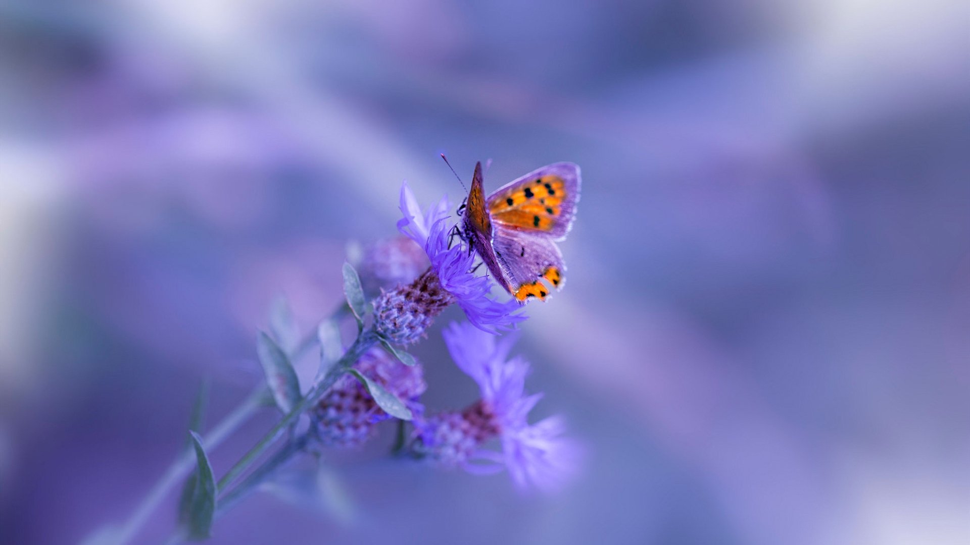 开云体育中国-凯塞多狂飙!挪威式粉碎毕尔巴鄂,无名小卒涅槃成关键先生