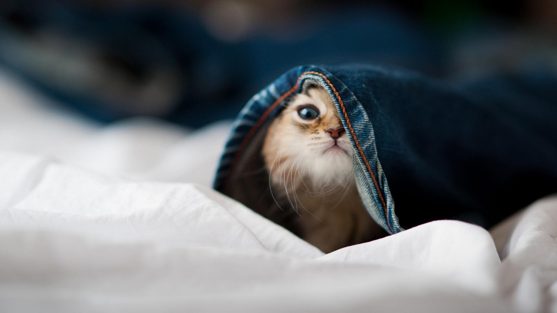 开云体育在线-从伯纳乌到温布利，满分维尼修斯与读秒绝杀的胜利哲学