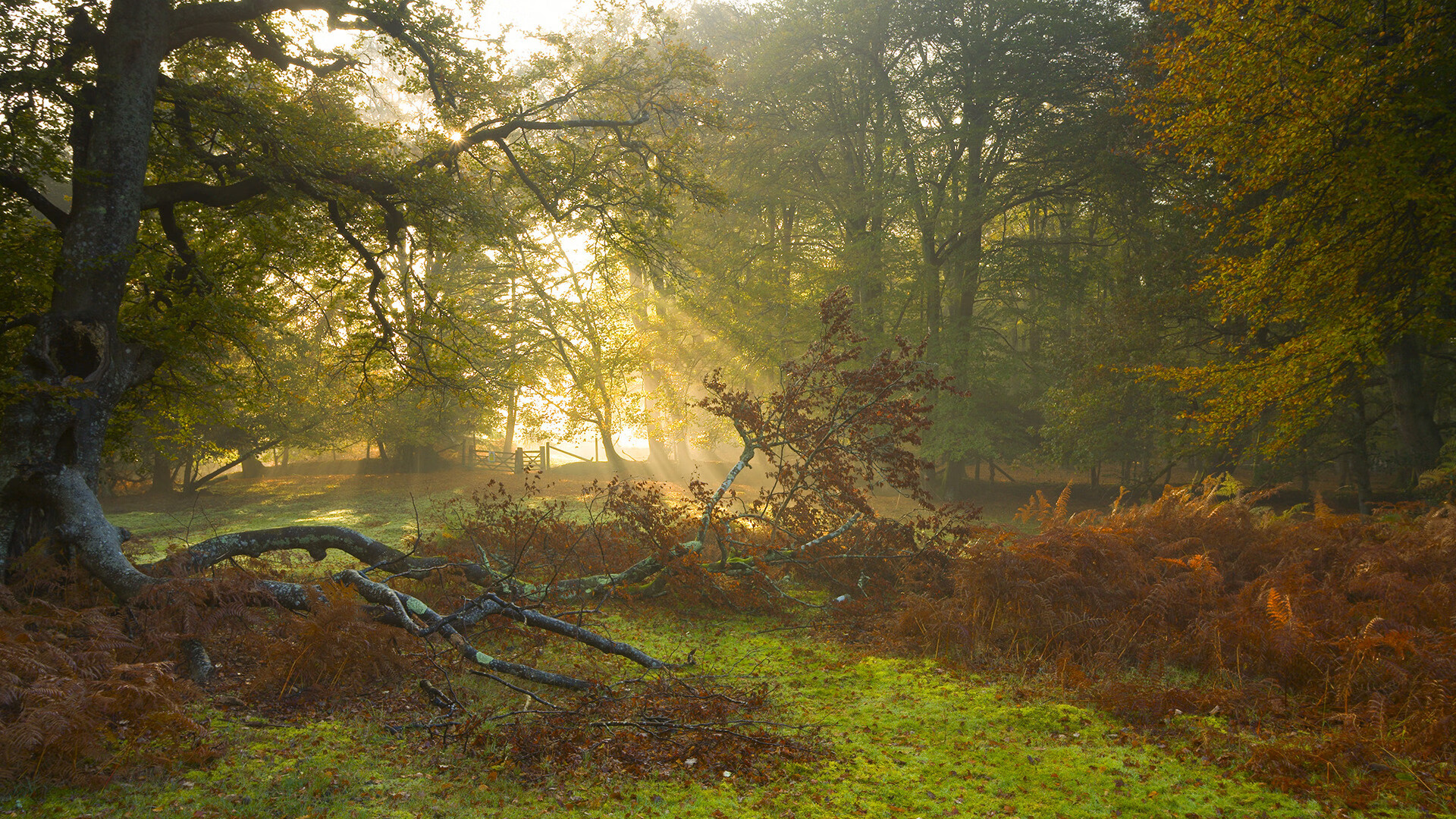 开云体育入口-掌控的艺术,F1揭幕战与约基奇的赛场统治