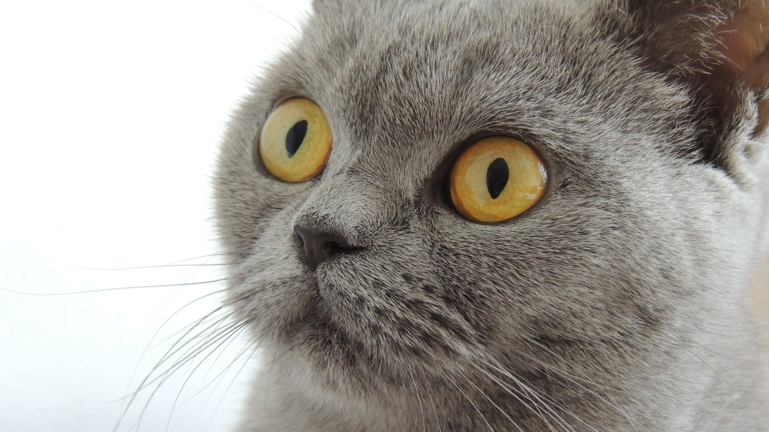 开云官网-引擎轰鸣与篮球击地，当利拉德的超跑活塞击穿辽宁