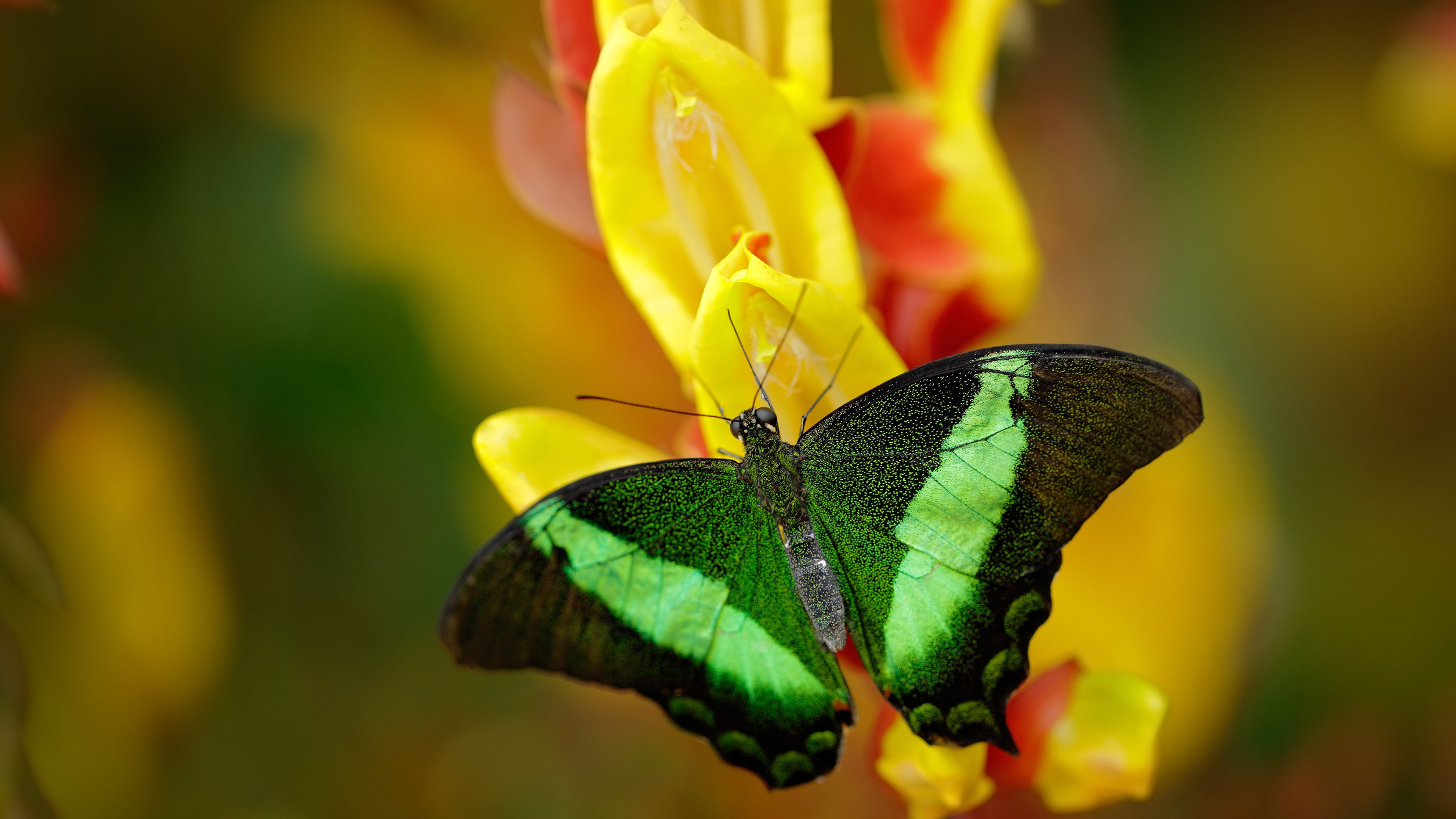 开云体育下载-末节逆转与抢七统治,瑞士带走法国,黄喜灿接管比赛
