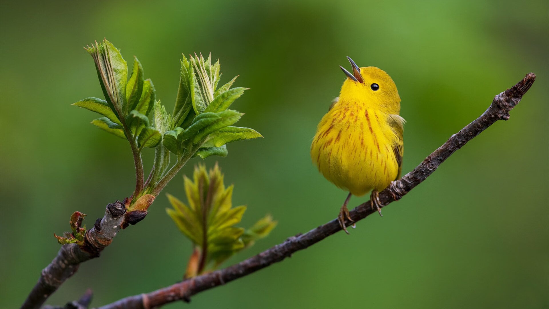 开云体育中国-绿茵烽火与篮坛惊雷,当德甲悬念迭起时,猛龙如何为浙江队写下终章?